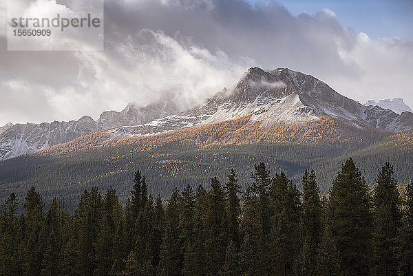 Gebirgskette bei Morant's Curve im Herbstlaub  Banff-Nationalpark  UNESCO-Welterbe  Alberta  Rocky Mountains  Kanada