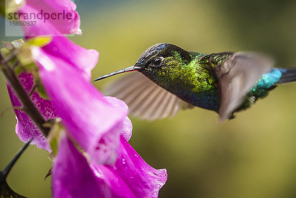 Feuerkehl-Kolibri (Panterpe insignis)  San Gerardo de Dota  Provinz San José  Costa Rica
