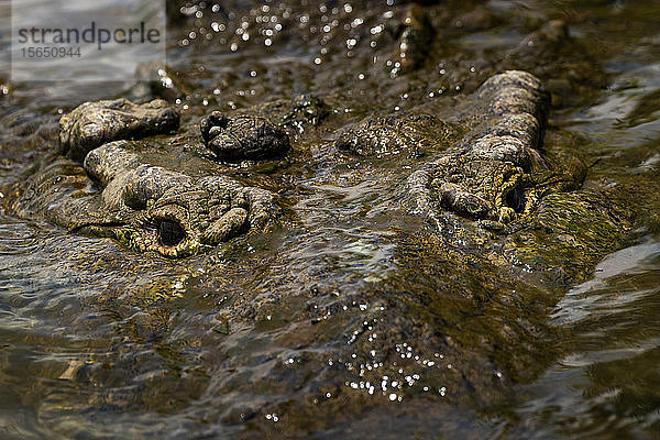 Amerikanisches Krokodil (Crocodylus acutus)  Tarcoles-Fluss  Carara-Nationalpark  Provinz Puntarenas  Costa Rica