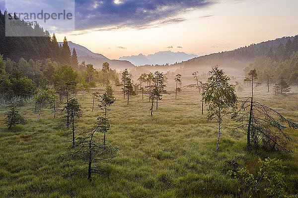 Einzelne Bäume in der nebligen Landschaft des Naturparks Pian di Gembro  Luftaufnahme  Aprica  Sondrio  Valtellina  Lombardei  Italien