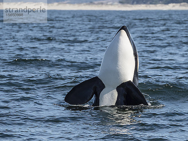 Vorübergehender Schwertwal (Orcinus orca)  Spy-Hopping im Monterey Bay National Marine Sanctuary  Kalifornien  Vereinigte Staaten von Amerika