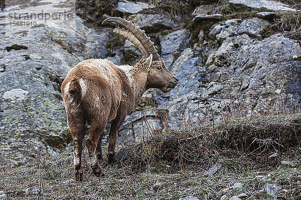 Alpensteinbock (Capra ibex)  Valsavarenche  Nationalpark Gran Paradiso  Aostatal  Italien