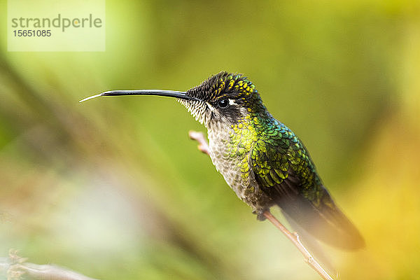 Prächtiger Kolibri (Eugenes fulgens) (Regenbogenkolibri)  San Gerardo de Dota  Provinz San José  Costa Rica