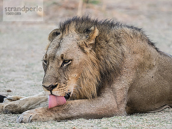 Ein erwachsener männlicher Löwe (Panthera leo)  South Luangwa National Park  Sambia