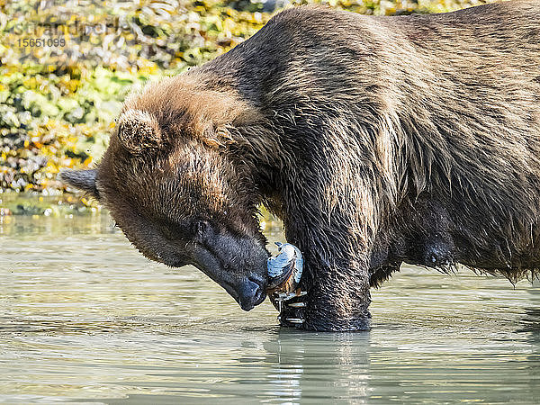 Eine Braunbärenmutter (Ursus arctos)  die sich im Geographic Harbor  Katmai National Park  Alaska  Vereinigte Staaten von Amerika  von Muscheln ernährt
