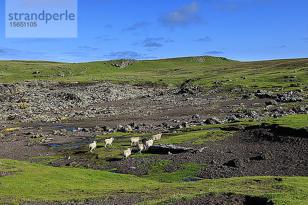 Shetlandschafe  Villians of Hamnavoe  durch Sturmablagerungen geformte Klippen  Eshaness  Northmavine  Shetlandinseln  Schottland  Vereinigtes Königreich