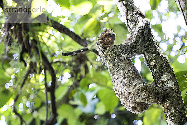 Braunkehl-Dreizehenfaultier (Bradypus variegatus)  Tortuguero-Nationalpark  Provinz Limon  Costa Rica