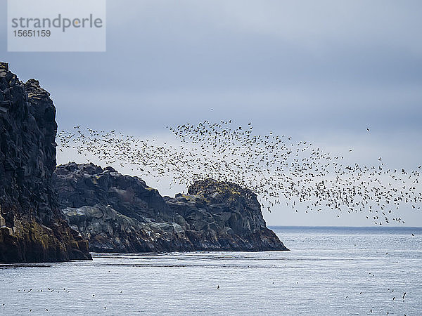 Schwärme von Seevögeln fliegen entlang der Küste der Insel Kiska  Aleuten  Alaska  Vereinigte Staaten von Amerika