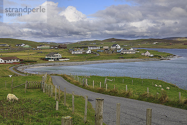 Papil  kurvenreiche Küstenstraße und Dorf  Schafe  West Burra Island  Shetland-Inseln  Schottland  Vereinigtes Königreich