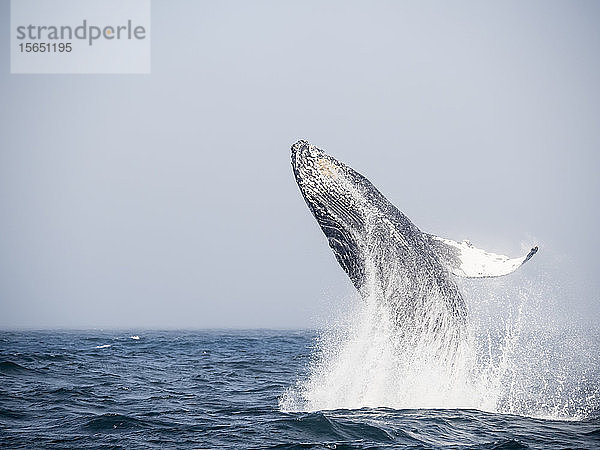 Buckelwal (Megaptera novaeangliae)  brüllend in Monterey Bay National Marine Sanctuary  Kalifornien  Vereinigte Staaten von Amerika