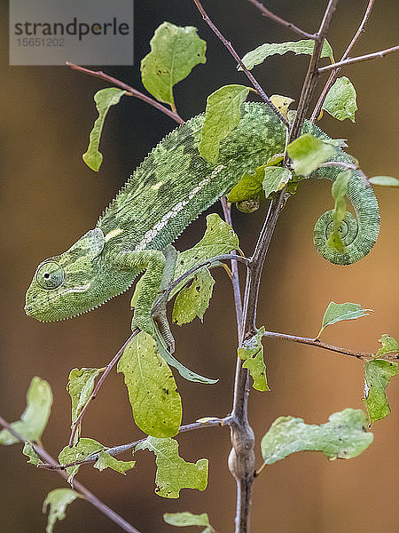 Ein ausgewachsenes Chamäleon (Chamaeleo dilepis)  South Luangwa National Park  Sambia