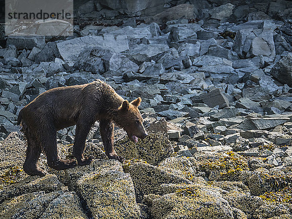 Ein junger Braunbär (Ursus arctos)  in Geographic Harbor  Katmai National Park  Alaska  Vereinigte Staaten von Amerika