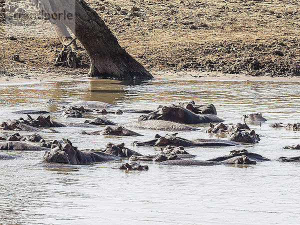 Flusspferd (Hippopotamus amphibius)  South Luangwa National Park  Sambia