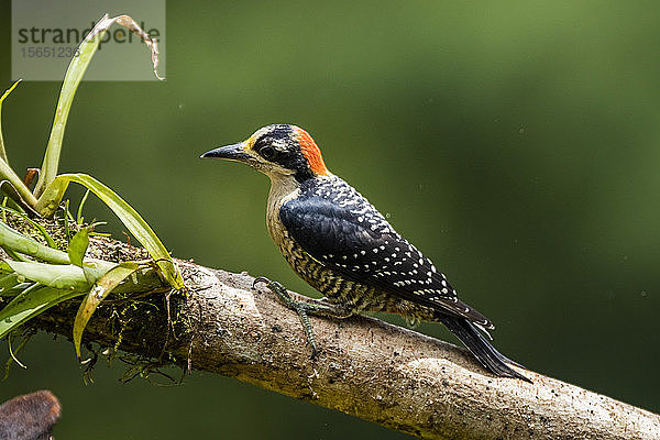 Schwarzwangenspecht (Melanerpes pucherani)  Boca Tapada  Provinz Alajuela  Costa Rica
