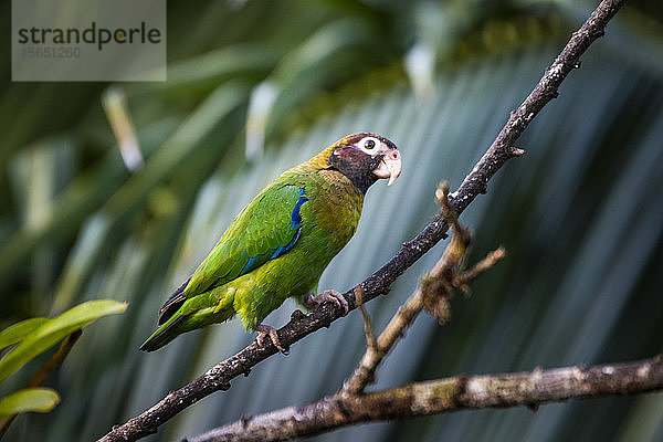 Braunhauben-Papagei (Pyrilia haematotis)  Boca Tapada  Provinz Alajuela  Costa Rica