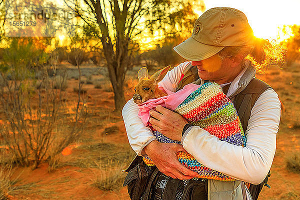 Tourist hält verwaistes Känguru-Baby bei Sonnenuntergang im australischen Outback  Red Center  Northern Territory  Australien  Pazifik