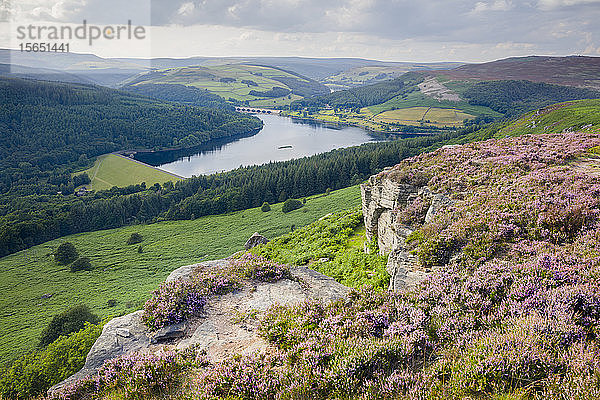 Sommerliches Heidekraut in voller Blüte entlang der Bamford Edge oberhalb des Ladybower Reservoirs im Peak District  Derbyshire  England  Vereinigtes Königreich