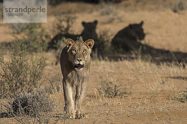 Löwe (Panthera leo)  männlich  Kgalagadi Transfrontier Park  Südafrika