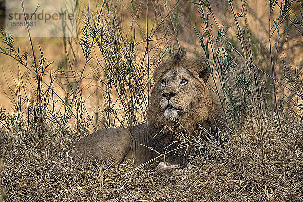 Löwe (Panthera leo)  Zimanga Private Game Reserve  KwaZulu-Natal  Südafrika