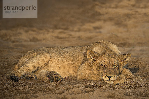 Schlafendes Löwenjunges (Panthera leo)  privates Wildreservat Zimanga  KwaZulu-Natal  Südafrika  Afrika