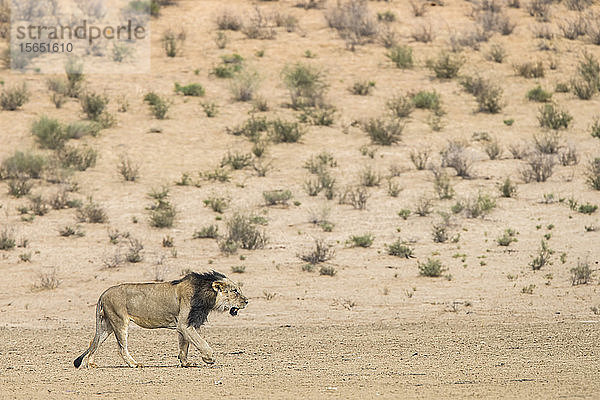 Löwe (Panthera leo)  männlich  Kgalagadi Transfrontier Park  Südafrika
