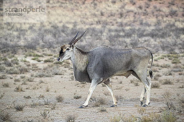 Eland (Taurotragus oryx)  Kgalagadi Transfrontier Park  Südafrika  Afrika