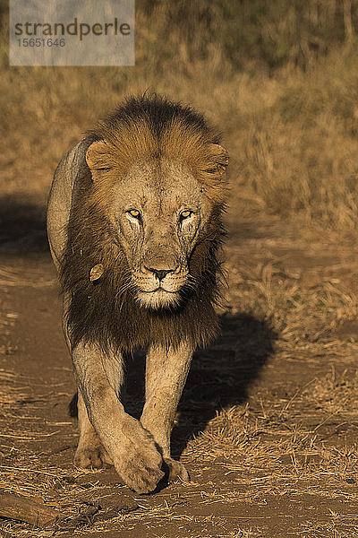 Löwe (Panthera leo)  Zimanga Private Game Reserve  KwaZulu-Natal  Südafrika  Afrika