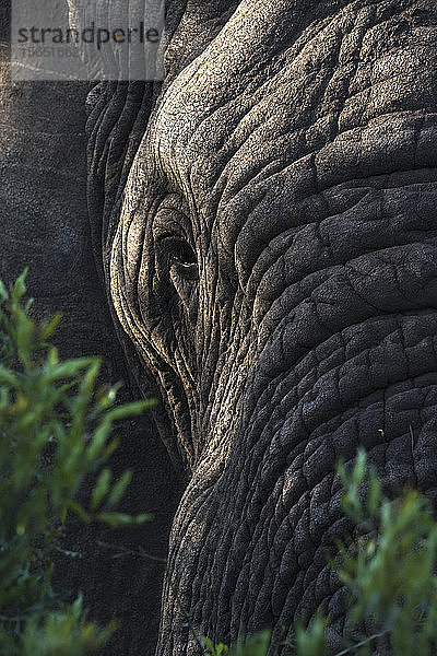 Elefant (Loxodonta africana)  Zimanga Private Game Reserve  KwaZulu-Natal  Südafrika  Afrika