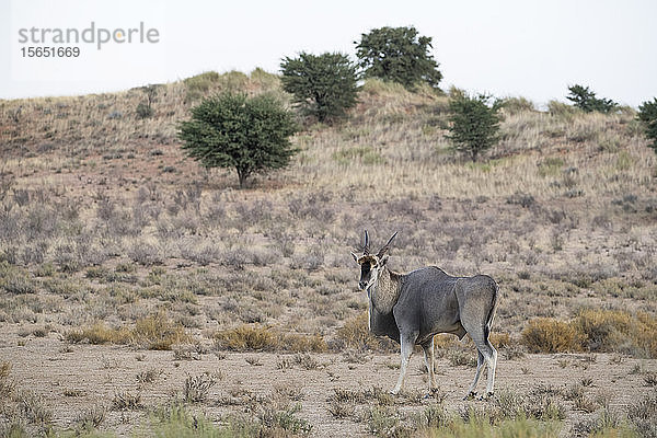Eland (Taurotragus oryx)  Kgalagadi Transfrontier Park  Südafrika  Afrika