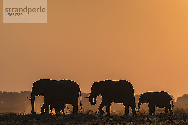 Afrikanische Elefanten (Loxodonta africana) bei Sonnenuntergang  Chobe-Nationalpark  Botsuana  Afrika