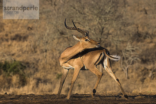 Impala (Aepyceros melampus)  Zimanga Wildreservat  KwaZulu-Natal  Südafrika  Afrika