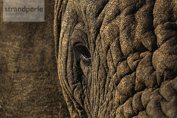Afrikanischer Elefant (Loxodonta africana)  Zimanga Wildreservat  KwaZulu-Natal  Südafrika  Afrika