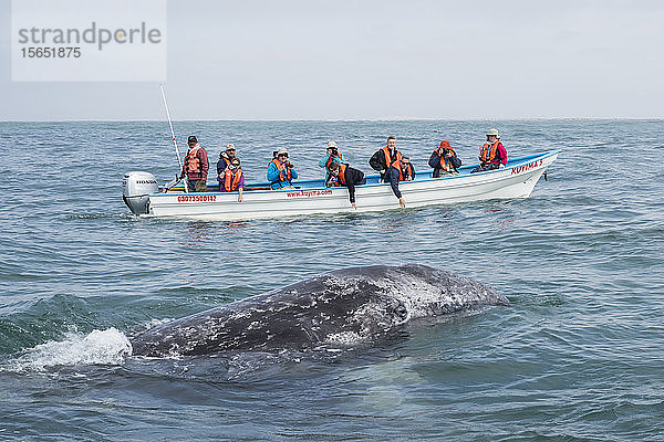 Kalifornisches Grauwal-Kalb (Eschrichtius robustus)  mit Walbeobachtern in der Lagune von San Ignacio  Baja California Sur  Mexiko