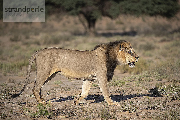 Löwe (Panthera leo)  männlich  Kgalagadi Transfrontier Park  Südafrika  Afrika