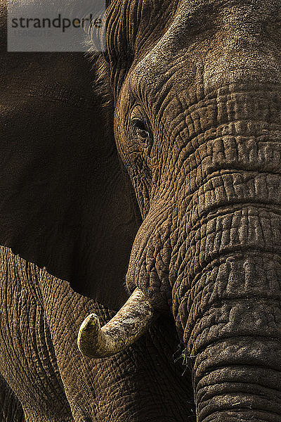Afrikanischer Elefantenbulle (Loxodonta africana)  Zimanga Private Game Reserve  KwaZulu-Natal  Südafrika  Afrika