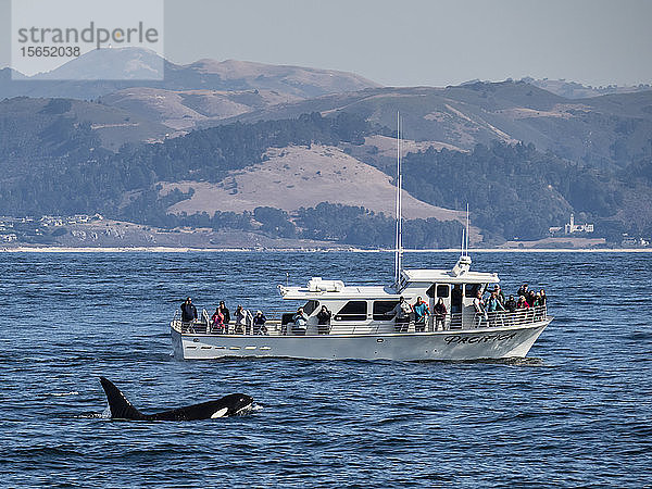Vorübergehender Schwertwal (Orcinus orca)  der in der Nähe eines Bootes im Monterey Bay National Marine Sanctuary auftaucht  Kalifornien  Vereinigte Staaten von Amerika  Nordamerika