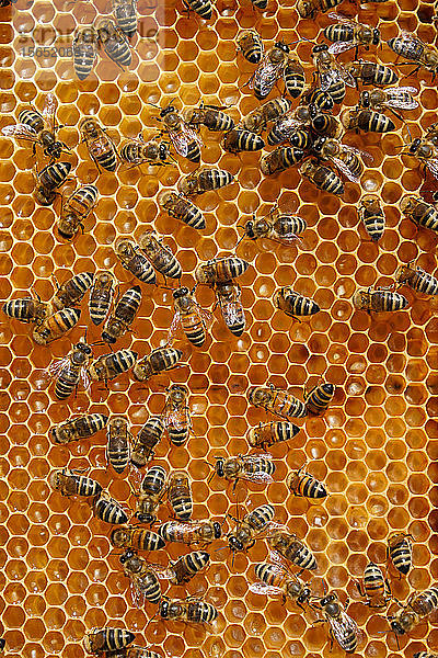 Krainer Honigbienen  Santa Giustina  Belluno  Italien