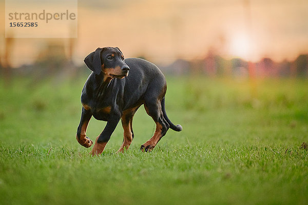 Dobermannwelpe läuft über Wiese