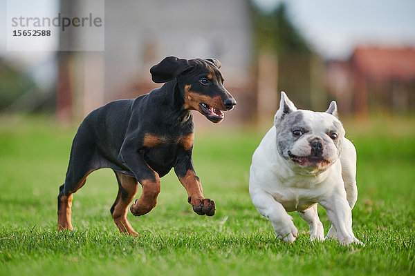 Dobermannwelpe und Franzoesische Bulldogge rennen über die Wiese