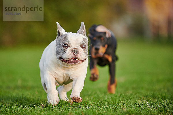 Dobermannwelpe und Französische Bulldogge rennen über die Wiese