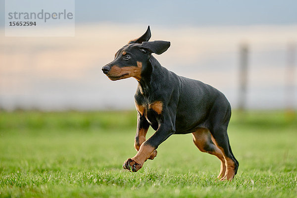 Dobermannwelpe läuft über Wiese