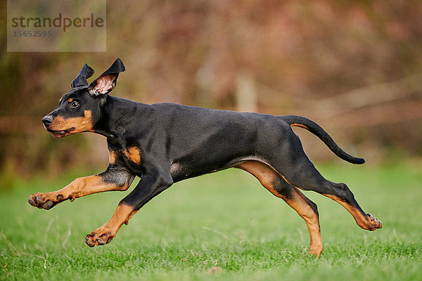 Dobermannwelpe läuft über Wiese