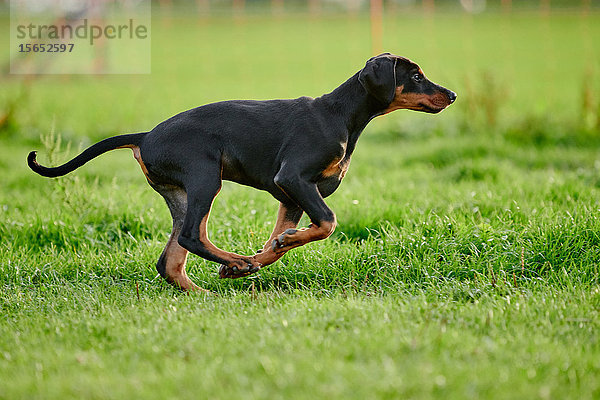 Dobermannwelpe läuft über Wiese