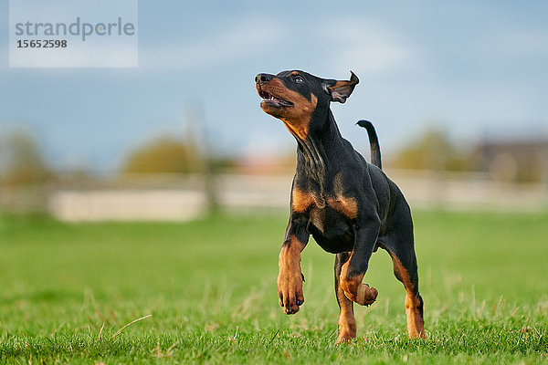 Dobermannwelpe läuft über Wiese