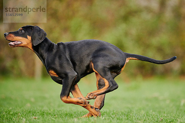 Dobermannwelpe läuft über Wiese