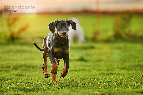 Dobermannwelpe läuft über Wiese