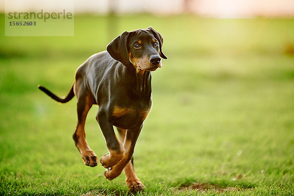 Dobermannwelpe läuft über Wiese