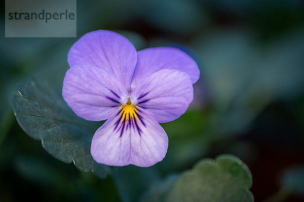 Gehörntes Stiefmütterchen  Viola cornuta  Schleswig-Holstein  Deutschland  Europa