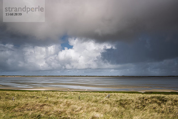 Schafe auf Wiese  Ellenbogen  Sylt  Schleswig-Holstein  Deutschland  Europa