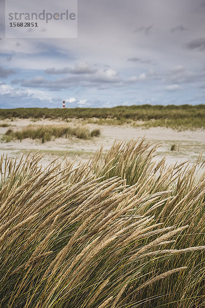 Strandhafer  Ellenbogen  Sylt  Schleswig-Holstein  Deutschland  Europa